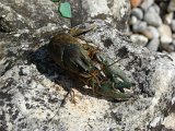 2010-07-06-10h41m05DSC05431
